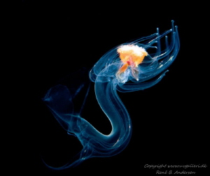 Starfish larva swimming by Rene B. Andersen 